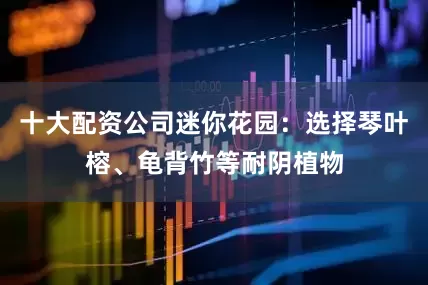 十大配资公司迷你花园：选择琴叶榕、龟背竹等耐阴植物
